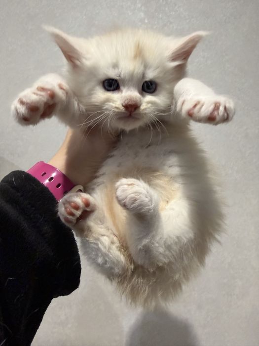 Кошенята Мейн-кун