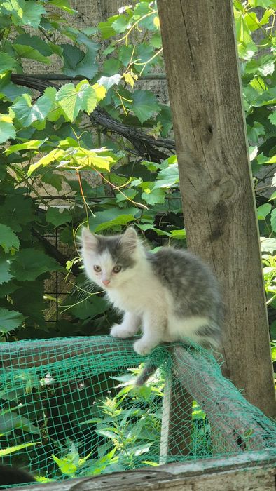 Два котики шукють сім'ю.
