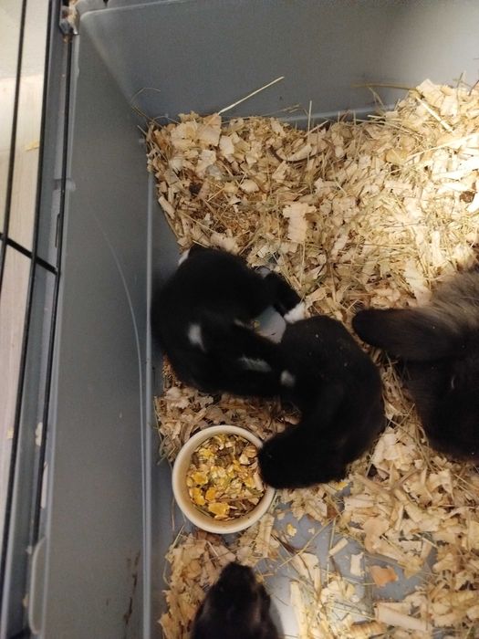 Conjunto de coelhos mini lop