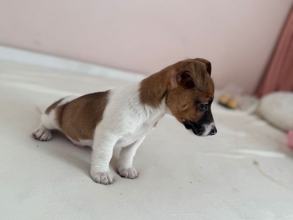 Jack Russell Terrier - piesek :)