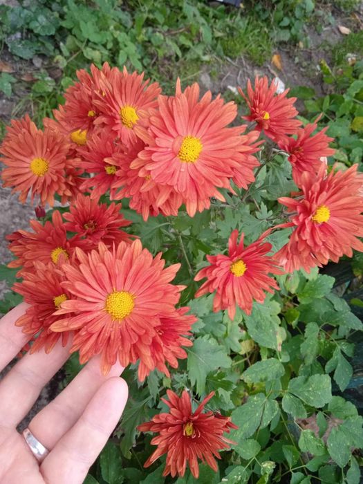 Ранні морозостійкі хризантеми