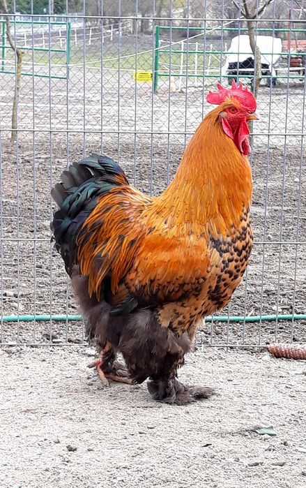 Kochin olbrzymi kogutki młode