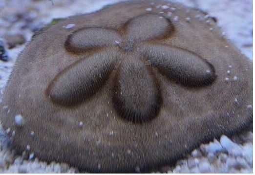 Sand Dollar jeżowiec do akwarium morskiego