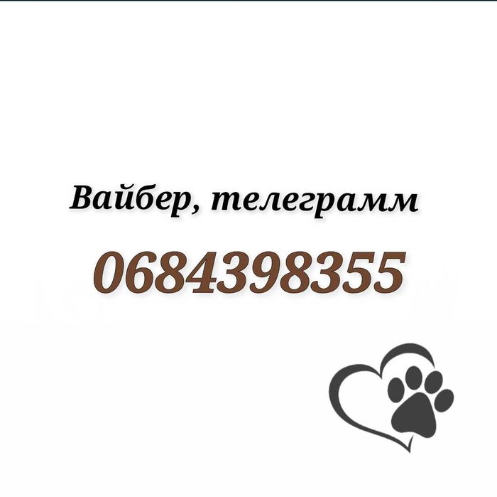 Одяг для собак різні розміри Худі одежда для собачек