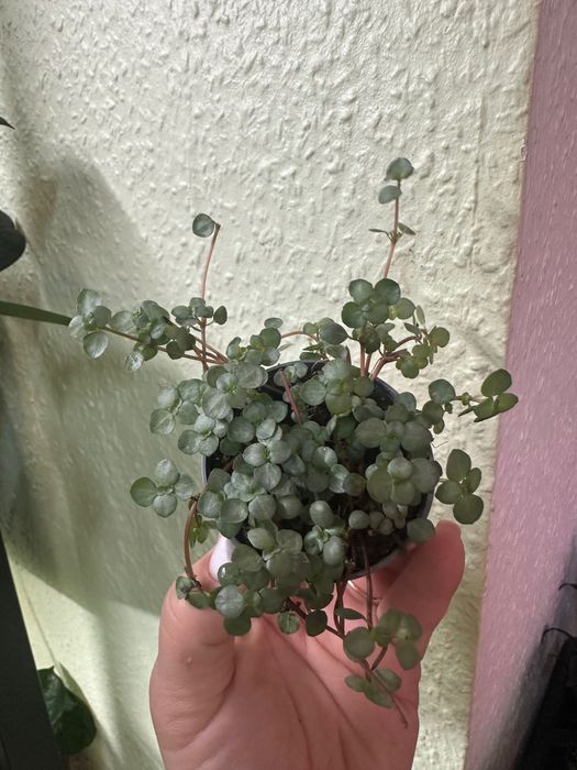 Фікуси, лимон, пілея, хлорофітум, очисток Бурріто