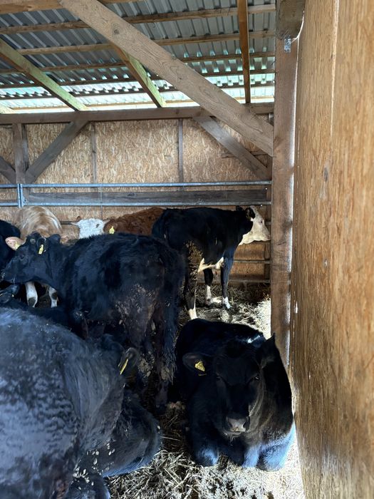 Jalowki odsady poleca