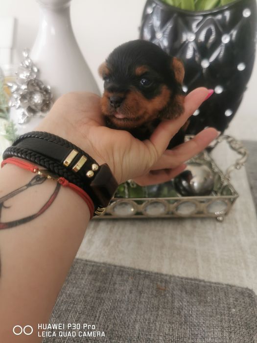 Yorkshire terrier Suczka/Piesek
