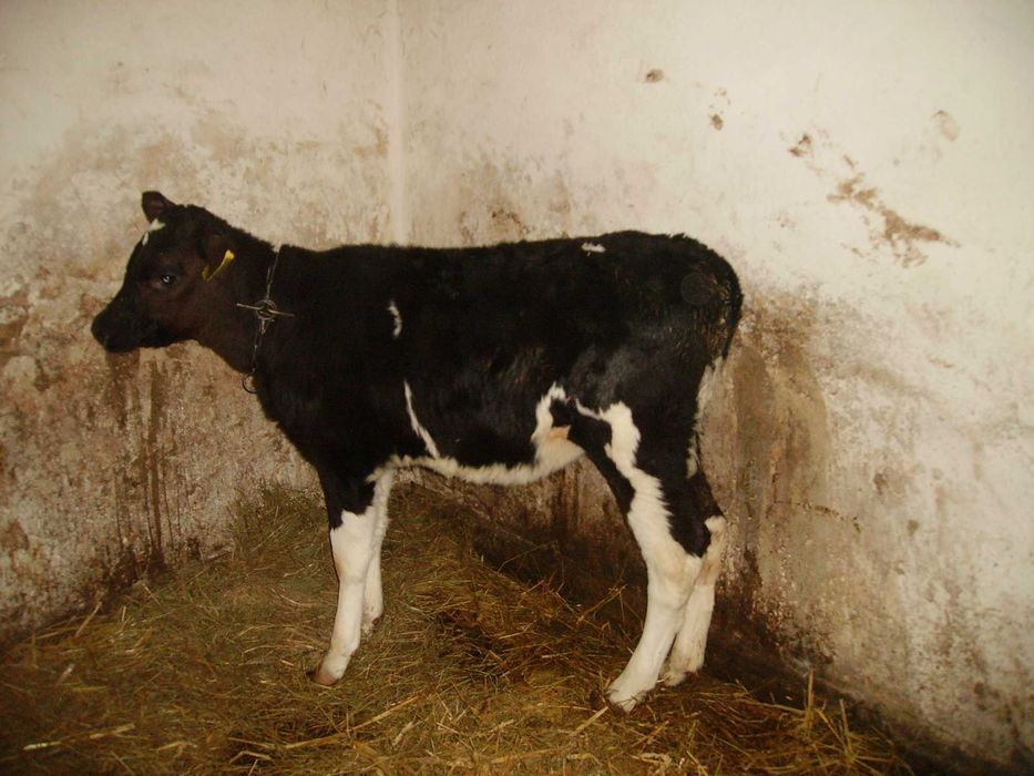 jałówki i cieliczki mięsne