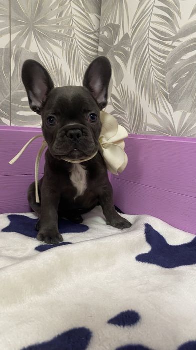 Французький будьдог