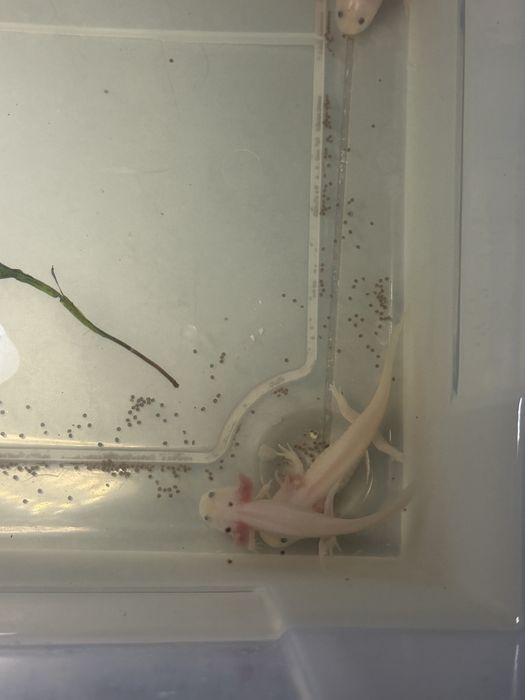 Peixes Axolotes