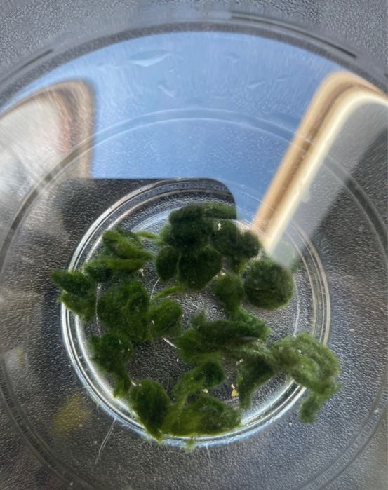 Gałęzatki 2 zl za szt