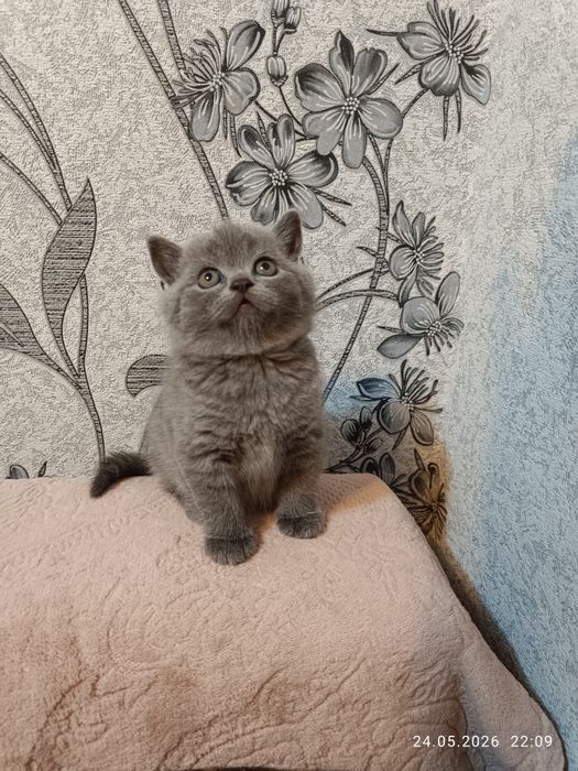 Британське кошеня