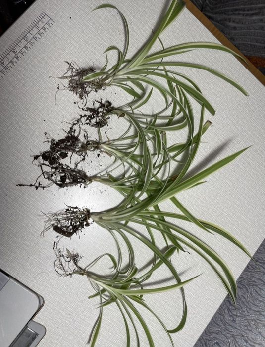 Хлорофітум вазони