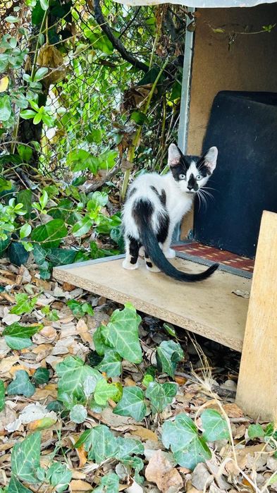Gatinhos bebés machos para adoção responsável