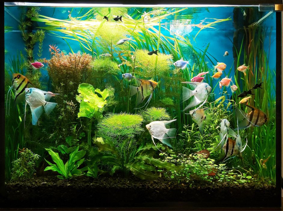 Кришка Світильник + запасні лампи для акваріума 80*35 см лампи Т8 Київ