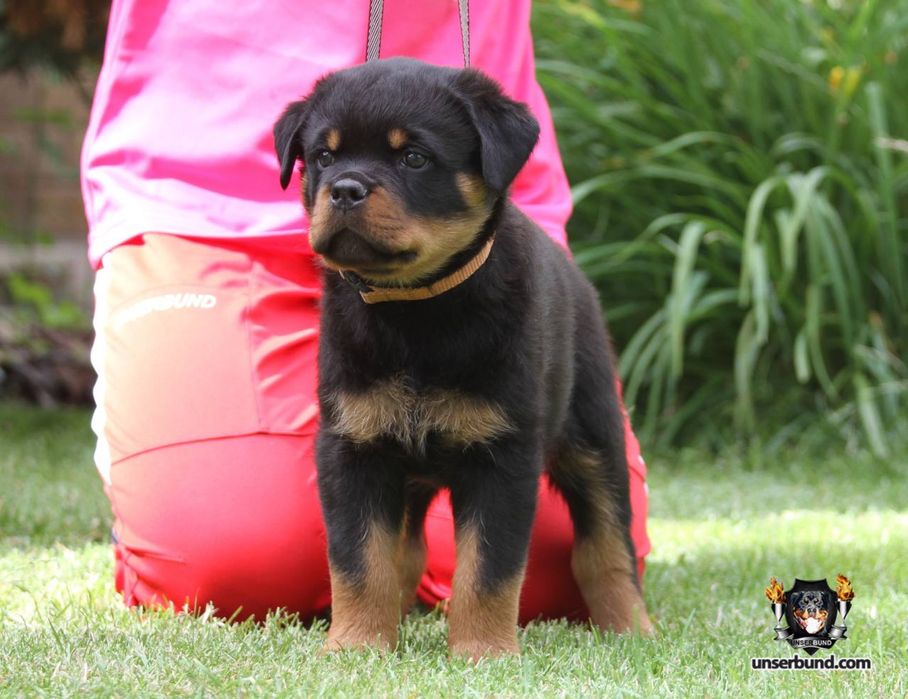 Елітні цуценята ротвейлера від розплідника Unserbund