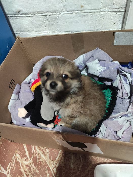 Песик манюня шукає родину!