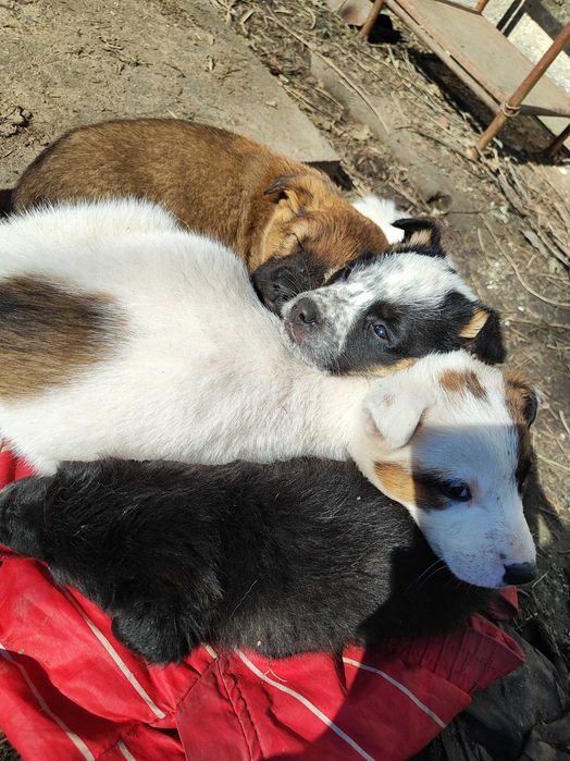 Отдам в добрые руки щенки 4 мальчика и 1 девочка