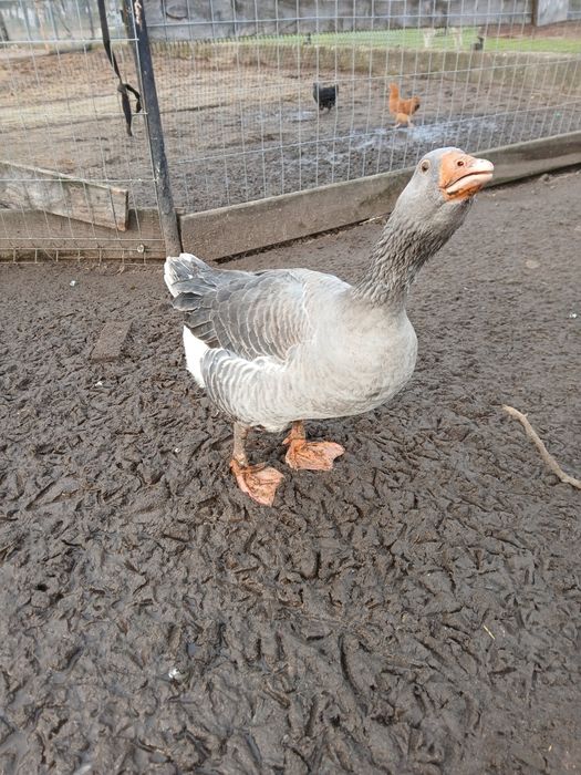 Gęsi gęś 3 sztuki