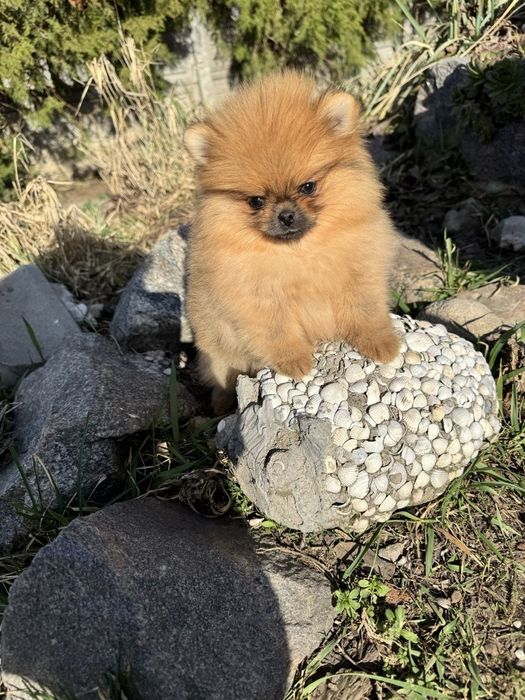 Красуні помераночки