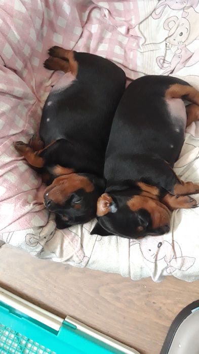 Милі цуценята цвергпінчера шукають свою люблячу родину