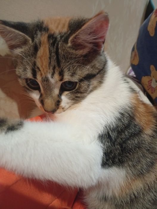 Дівчинка трикольорова від мами мишоловки