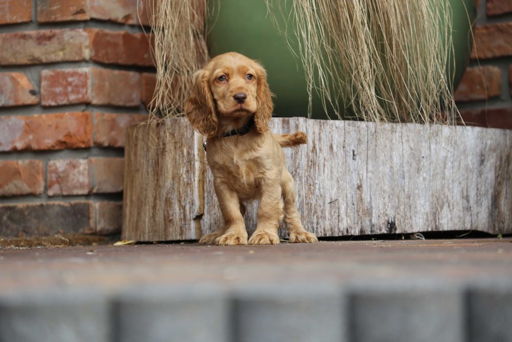 Cocker Spaniel szczeniak