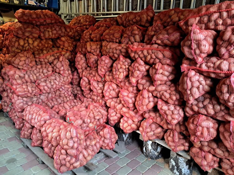 Домашня картопля