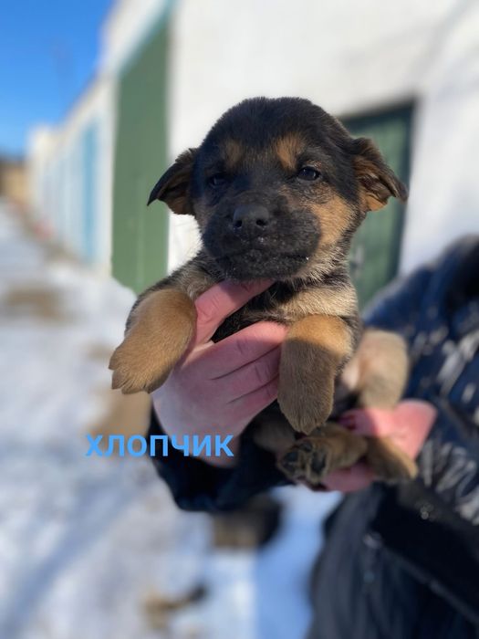 Цуценята 2 міс хлопчики та дівчатка