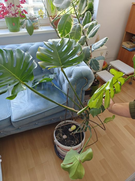 Monstera Deliciosa