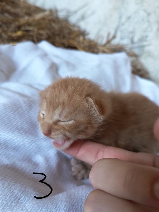 Doação de gatinhos