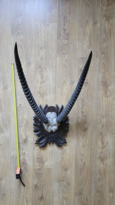 Poroże afrykańskie, antylopa