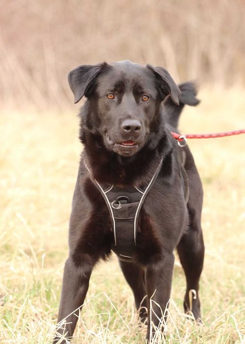 Black – wesoły pies w typie labradora gotowy do adopcji