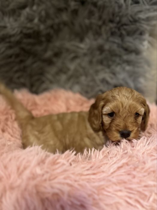 Suczka Cockapoo/ Cocapoo - Cocker Spaniel +Pudel miniaturowy