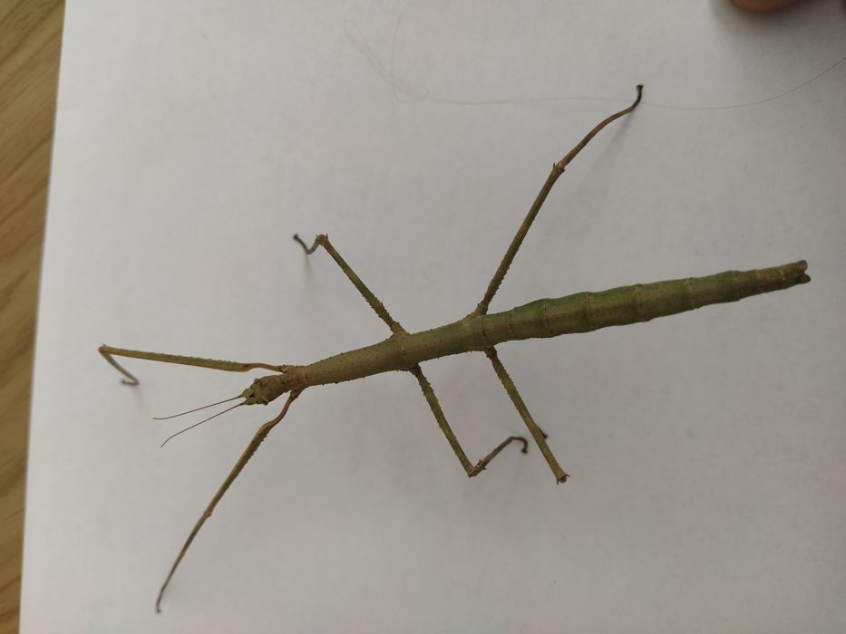 Палочник Аннамский необычный домашний питомец