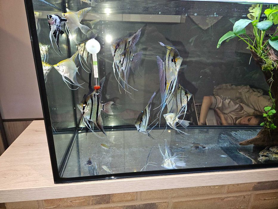 Sprzedam akwarium