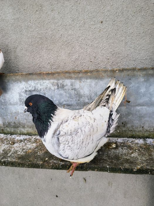 Sprzedam samca strasera .