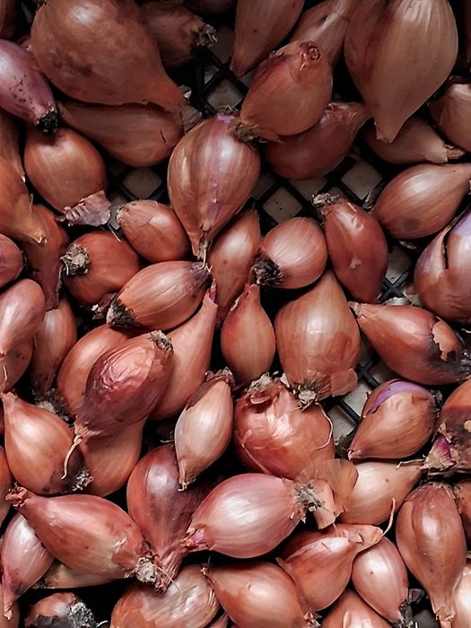 Цибулька кущівка