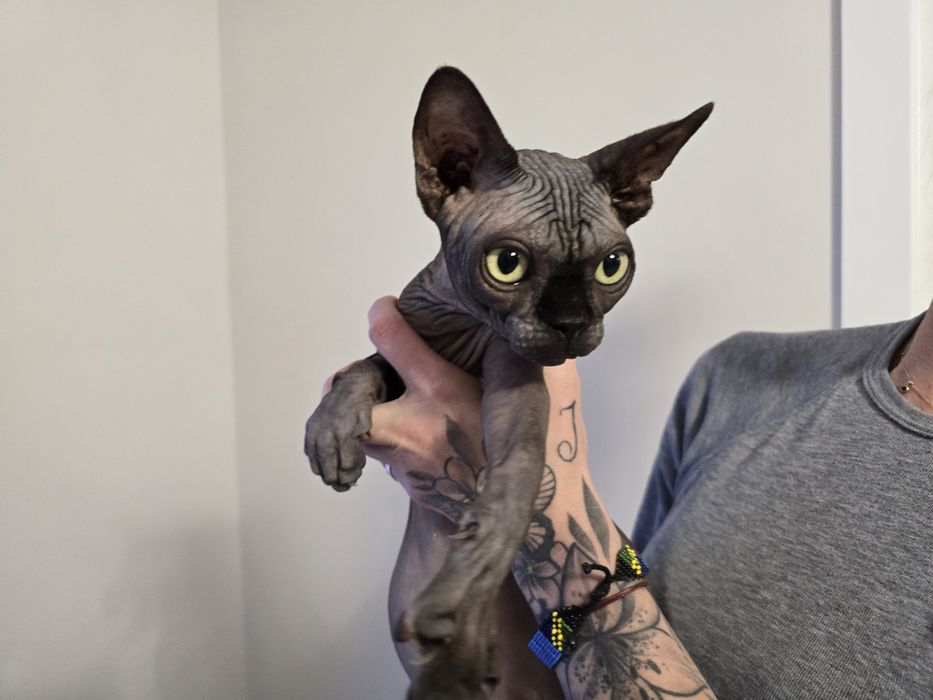 Kocurek sfinks, legalna hodowla WCF