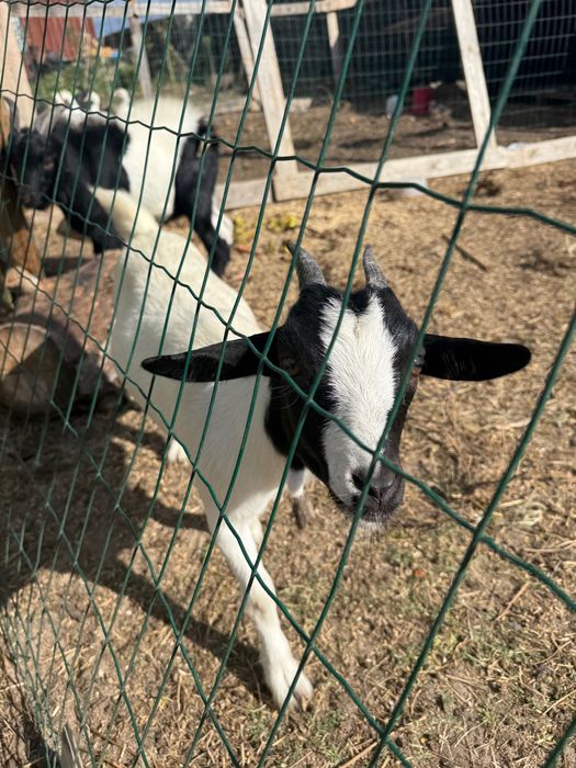 Vender cabras anâs