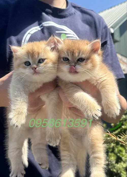 Неперевершені кошенята британськоі золотоі шиншили!