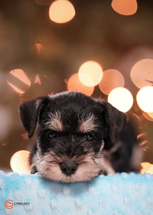 Sznaucer Miniaturowy ZkwP Fci