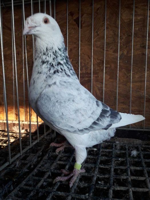 Golebie staropolskie samice