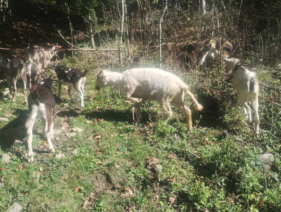 owieczka 1,5 roku do sprzedania