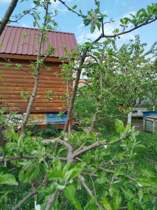 Сон на вуликах Апітерапія Умань