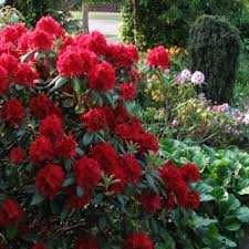 Rododendron Różanecznik ERATO 50 cm 55 zł