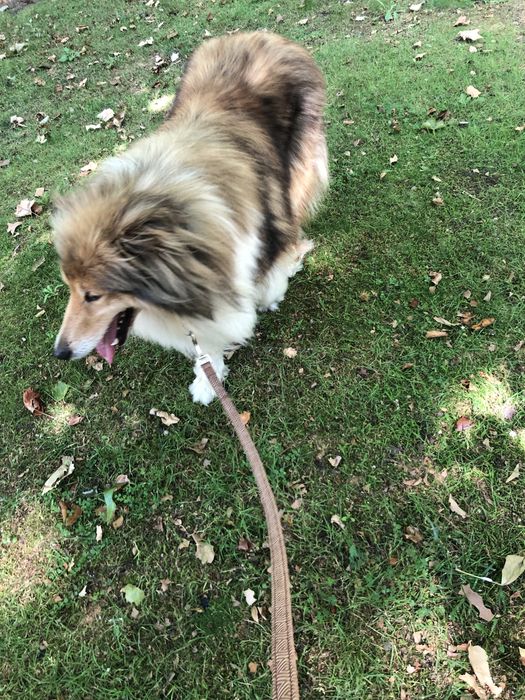 Rough Collie para adopção responsavel