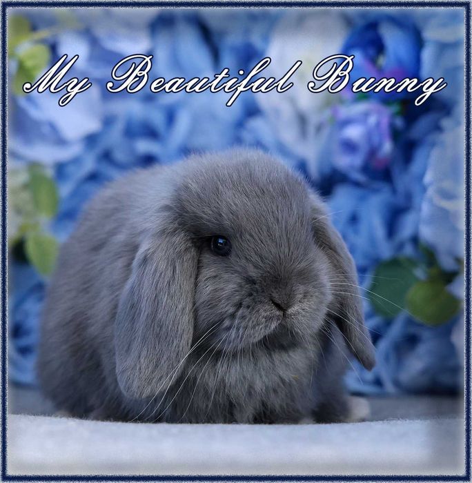 Piękny Królik Mini Lop - Niebieski