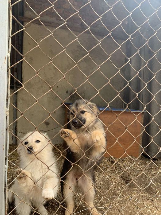 Завжди вибір цуценят і стерилізованих собак!
