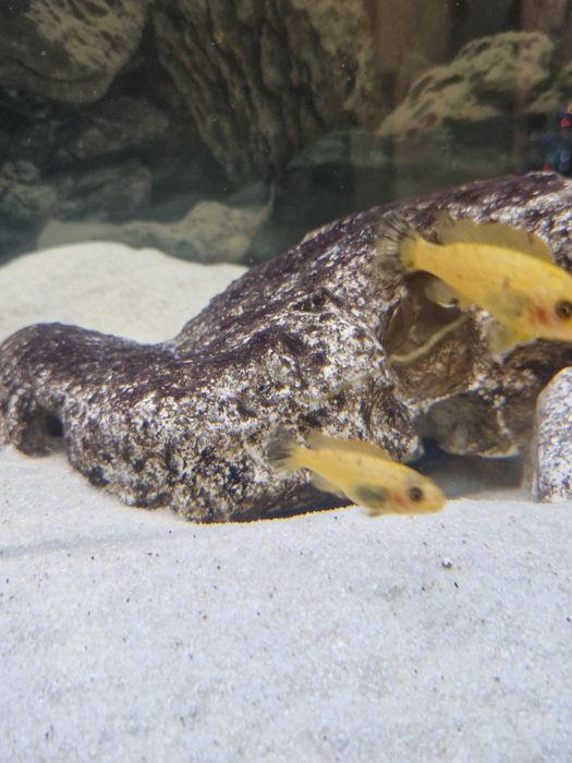 Labeotropheus tumbi west